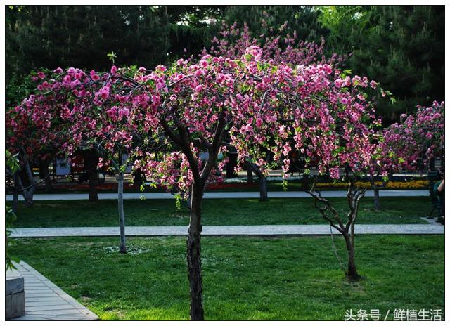 四季桃花品种大全，这十一个观赏桃花品种