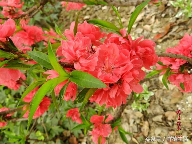 四季桃花品种大全，这十一个观赏桃花品种