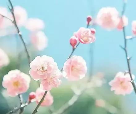 十二月花神都有哪些，古代十二月花神<太美了