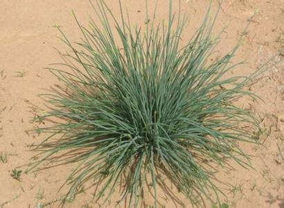 沙漠里能活千年的植物，沙漠里价值千万的5种植物