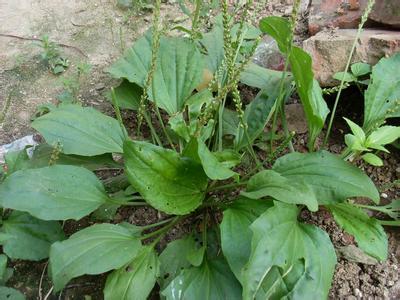 抗癌第一的野菜，农村三大抗癌野菜（第一个能抗癌第二个能治心血管病）