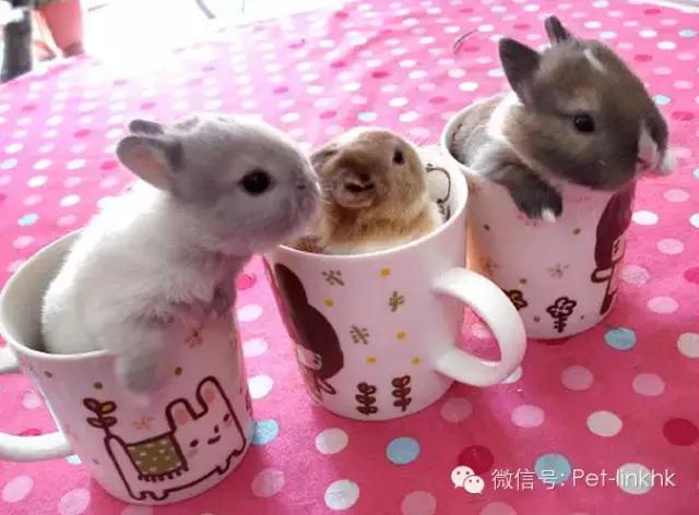 最漂亮的宠物兔品种，原来最适合的当宠物的兔兔