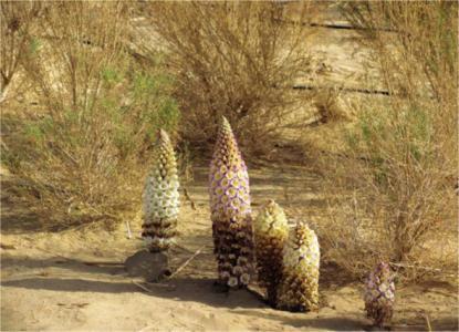 沙漠里能活千年的植物，沙漠里价值千万的5种植物