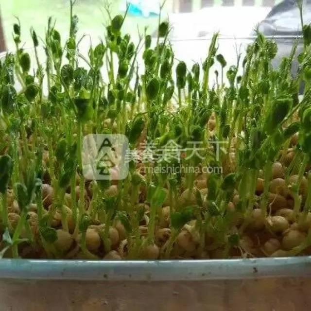 蔬菜菜谱大全家常菜教程，菜谱合集春来到