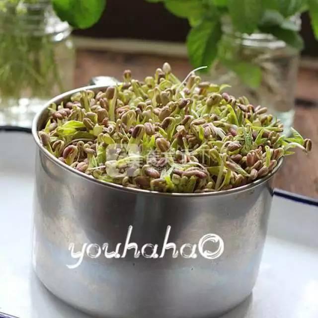 蔬菜菜谱大全家常菜教程，菜谱合集春来到