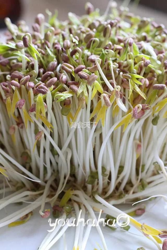 蔬菜菜谱大全家常菜教程，菜谱合集春来到