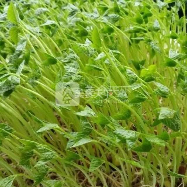 蔬菜菜谱大全家常菜教程，菜谱合集春来到