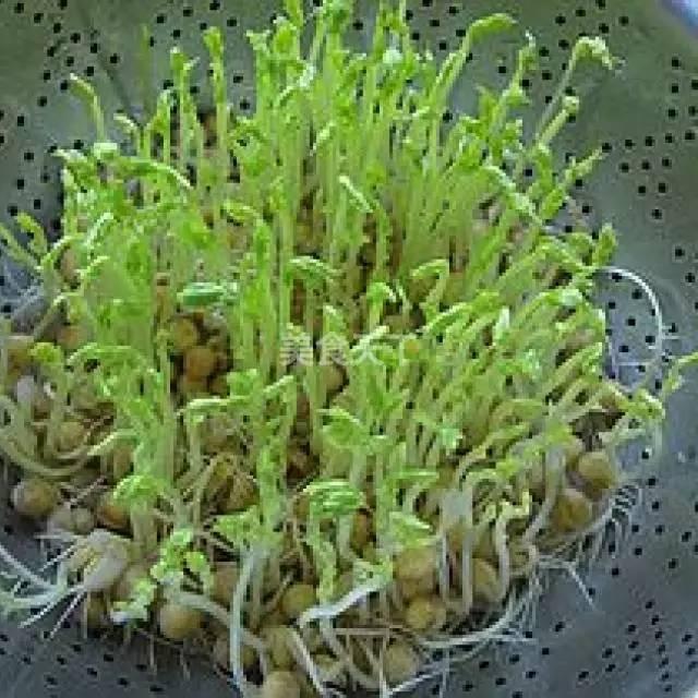 蔬菜菜谱大全家常菜教程，菜谱合集春来到