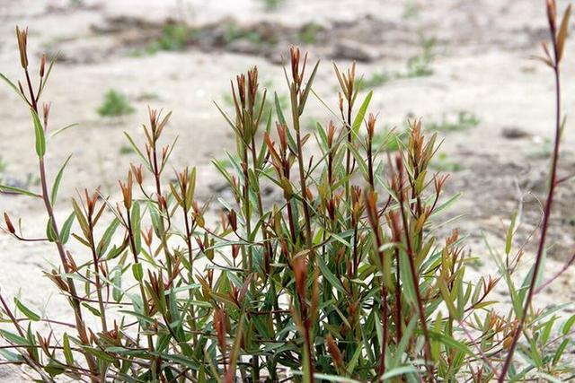 沙漠里能活千年的植物，沙漠里价值千万的5种植物