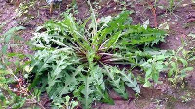 抗癌第一的野菜，农村三大抗癌野菜（第一个能抗癌第二个能治心血管病）