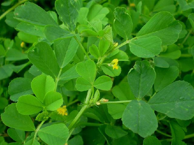 抗癌第一的野菜，农村三大抗癌野菜（第一个能抗癌第二个能治心血管病）