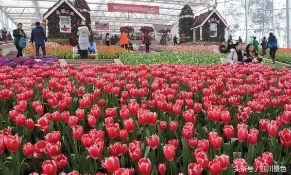 成都一日游攻略路线图最新，<经典路线必打卡>