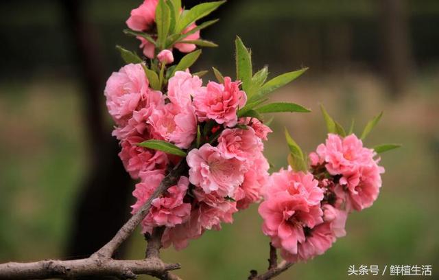 四季桃花品种大全，这十一个观赏桃花品种