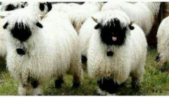 盘点10种最萌动物，十大萌动物