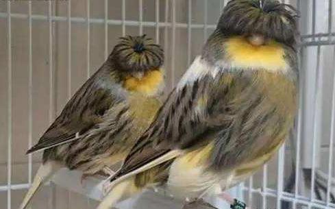 盘点10种最萌动物，十大萌动物