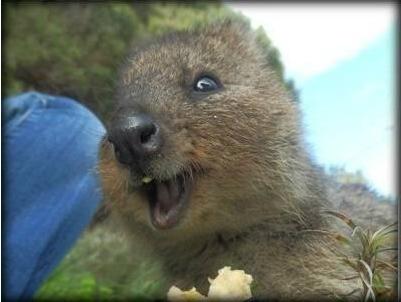 盘点10种最萌动物，十大萌动物