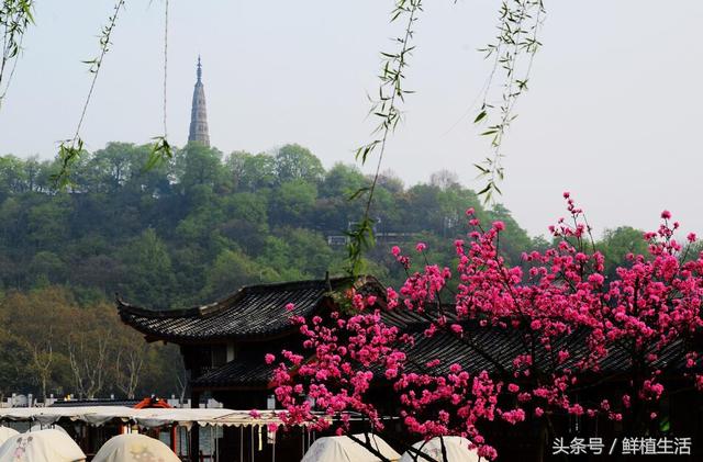 四季桃花品种大全，这十一个观赏桃花品种