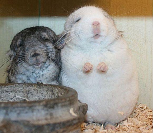 盘点10种最萌动物，十大萌动物