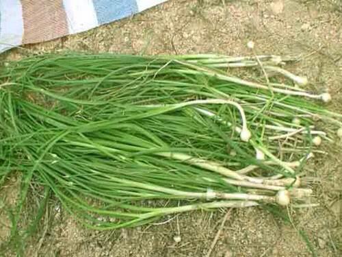 抗癌第一的野菜，农村三大抗癌野菜（第一个能抗癌第二个能治心血管病）