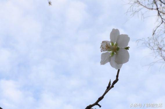 四季桃花品种大全，这十一个观赏桃花品种