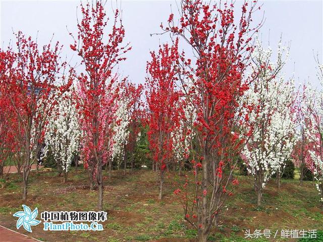 四季桃花品种大全，这十一个观赏桃花品种