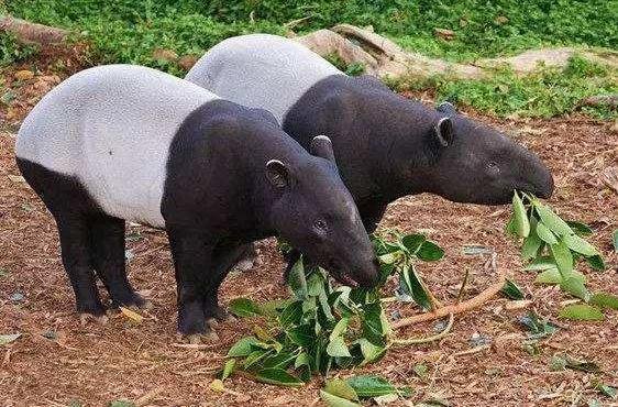 盘点10种最萌动物，十大萌动物