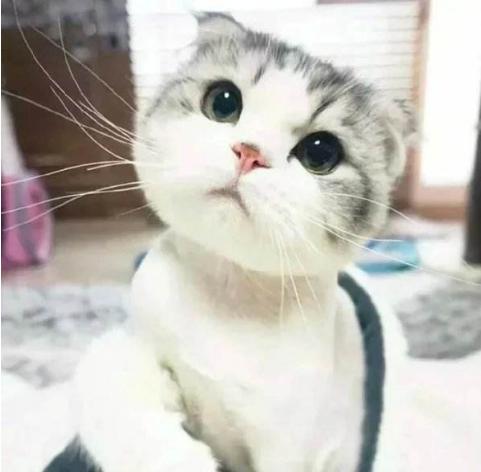 盘点10种最萌动物，十大萌动物