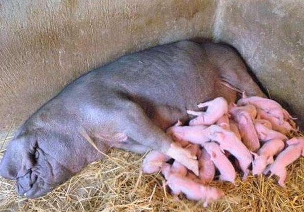 母猪平均产仔数多少，我国这种猪产仔数26头以上