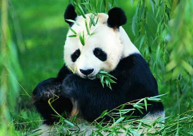 盘点10种最萌动物，十大萌动物