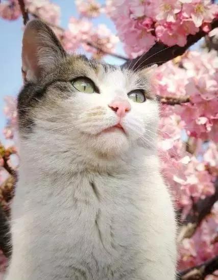 十二月花神都有哪些，古代十二月花神<太美了