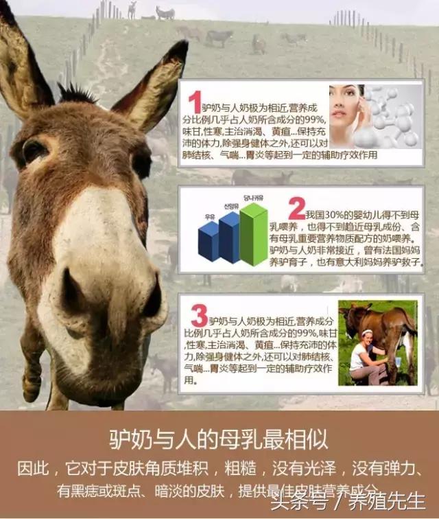 一座待开发的金矿，驴厂基地