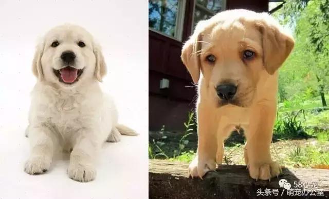 金毛怎么训练才听话的，金毛狗怎么要训练才能听话（狗狗乱吠是天性没错）