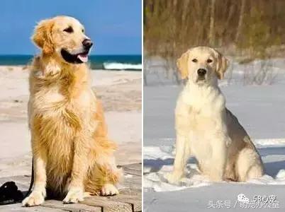金毛怎么训练才听话的，金毛狗怎么要训练才能听话（狗狗乱吠是天性没错）