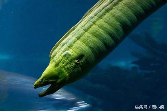 海洋究竟有没有海怪，海洋传说中你所不知道的海怪