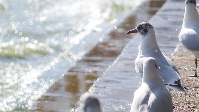 昆明滇池海鸥几月份有，每年11月至来年3月（昆明滇池海鸥哪里看最多）