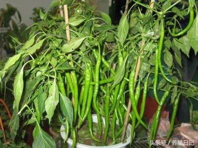 生活蔬菜种植108个小技巧，春天埋进土里就能疯长