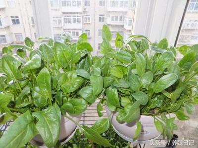 生活蔬菜种植108个小技巧，春天埋进土里就能疯长