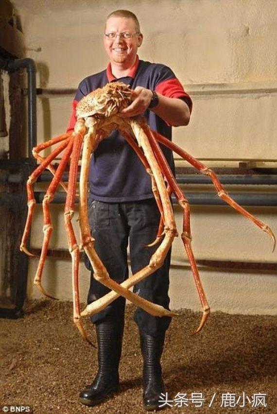 海洋究竟有没有海怪，海洋传说中你所不知道的海怪