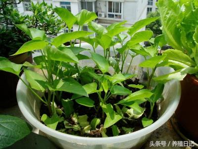 生活蔬菜种植108个小技巧，春天埋进土里就能疯长