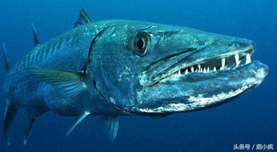海洋究竟有没有海怪，海洋传说中你所不知道的海怪