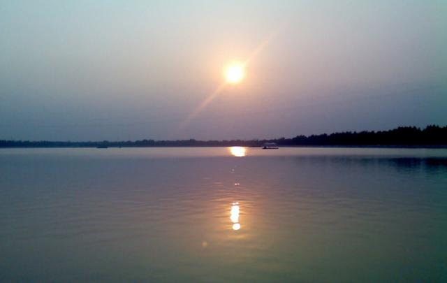 山东的鲁西黄牛，鲁西黄牛美名扬