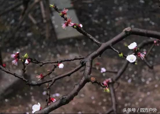 成都市去青城山旅游攻略路线图，成都到青城山后山徒步自助