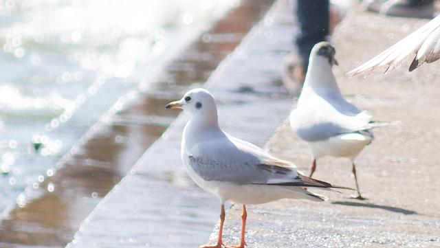 昆明滇池海鸥几月份有，每年11月至来年3月（昆明滇池海鸥哪里看最多）