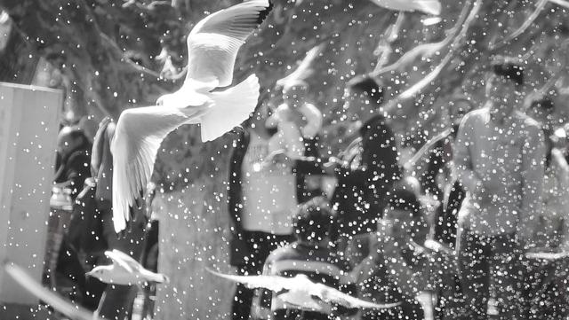 昆明滇池海鸥几月份有，每年11月至来年3月（昆明滇池海鸥哪里看最多）