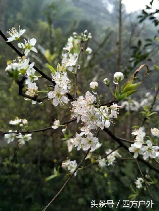 成都市去青城山旅游攻略路线图，成都到青城山后山徒步自助