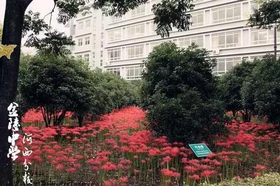 金陵中学河西分校小学部，金陵中学本部与河西分校（南京这所学校“处处都是图书馆”）