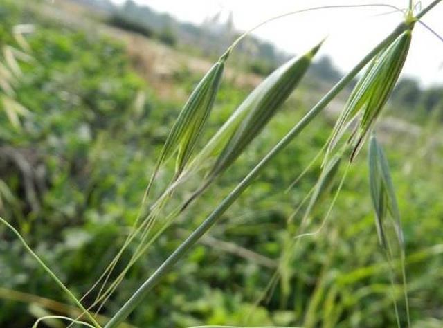 常见50种植物，介绍五种常见的植物