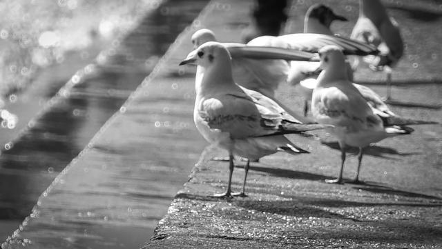 昆明滇池海鸥几月份有，每年11月至来年3月（昆明滇池海鸥哪里看最多）
