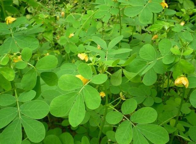 常见50种植物，介绍五种常见的植物