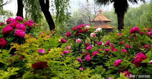 洛阳最值得一看的牡丹园，史上最全的洛阳牡丹观赏园
